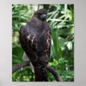 Poster Red Tail Hawk Bird Photo (Devant)