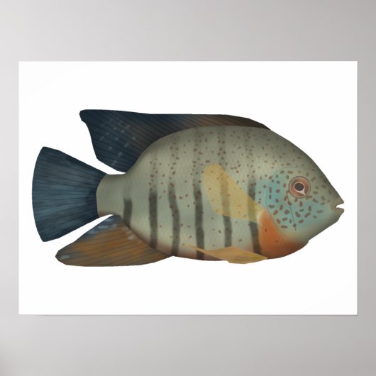 Poster Red Tiger Severum (Devant)