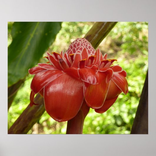 Poster Red Torch Ginger Tropical Flower Photographie (Devant)