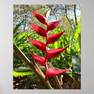 Poster Red Tropical Flower - Heliconia
