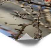 Poster Red Wild Berries (Coin)