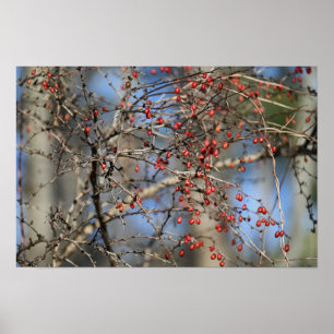 Poster Red Wild Berries