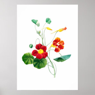 Poster Red Willowweed II Imprimer par Mary Vaux Walcott