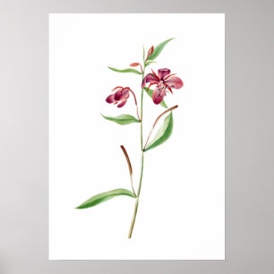 Poster Red Willowweed Print par Mary Vaux Walcott