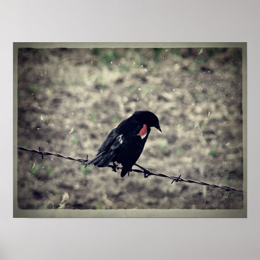 Poster Red Wing Blackbird Faux Vintage (Devant)