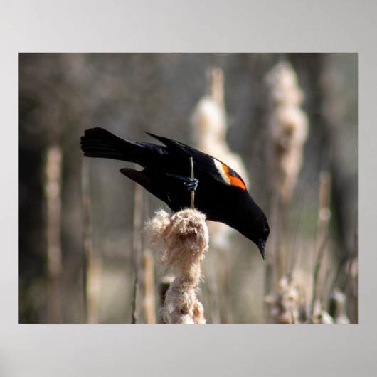 Poster Red Winged Blackbird (Devant)