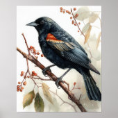 Poster Red Winging Blackbird Oiseau Art Imprimer l'affich (Devant)