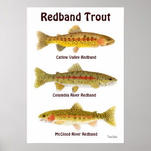 Poster Redband Trout