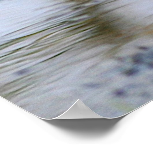 Poster redbelly (Coin)