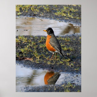 Poster redbelly