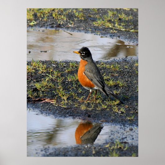 Poster redbelly (Devant)