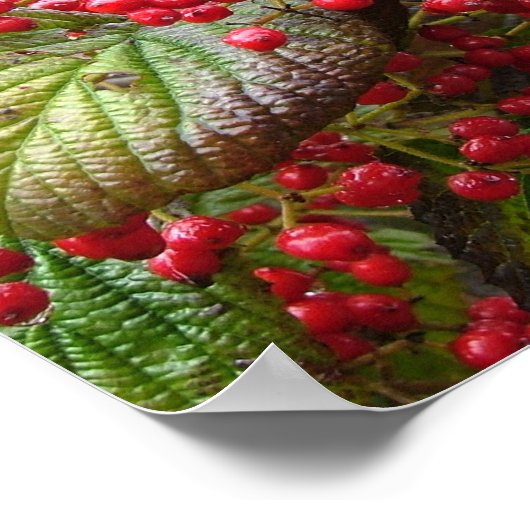 Poster Redberry (Coin)