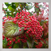 Poster Redberry (Devant)