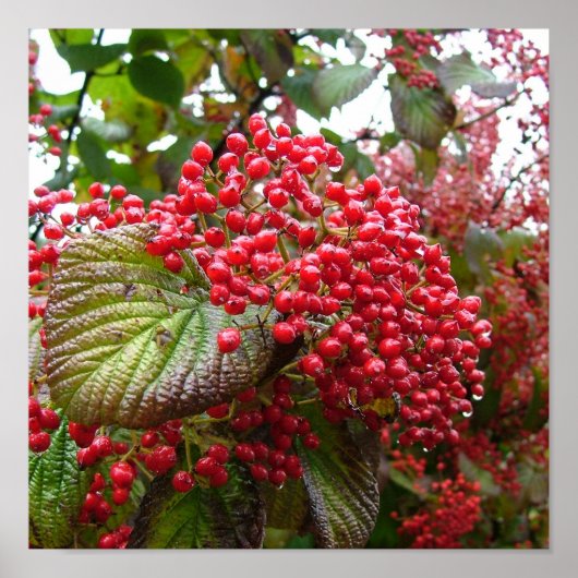 Poster Redberry (Devant)