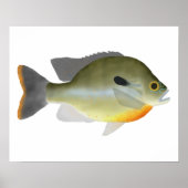 Poster Redbreast Sunfish (Devant)