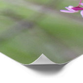 Poster Redbud à Pokagon State Park (Coin)