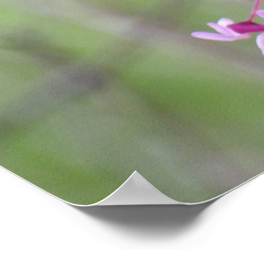 Poster Redbud à Pokagon State Park (Coin)