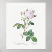 POSTER : REDOUTÉ : ROSE DE CABBAGE BLANC (Devant)