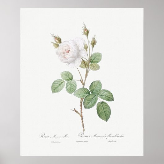 POSTER : REDOUTÉ : WITTE MOSS ROOS (Voorkant)