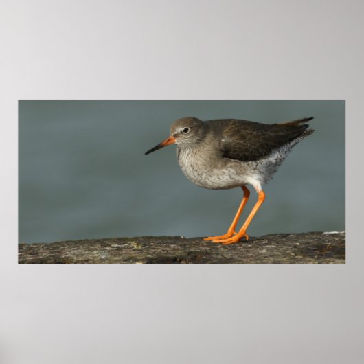 Poster Redshank | Tringa Totanus (Devant)