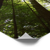 Poster Redwood Forest, Rotorua, Nouvelle-Zélande (Coin)