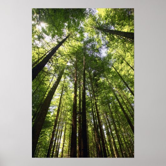 Poster Redwood Forest, Rotorua, Nouvelle-Zélande (Devant)