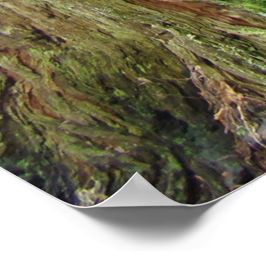 Poster Redwood Forest Trees d'art estampes Californie Red (Coin)