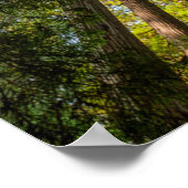 Poster Redwood National and State Parks, Californie (Coin)