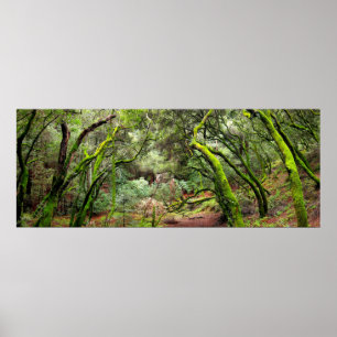 Poster Redwood Regional Park, Californie