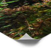 Poster Redwood Trees Forêt estampes Big Redwoes (Coin)