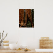 Poster Redwood Trees, Sequoia National Park. (Cuisine)