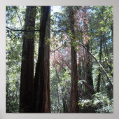 Poster Redwoods (Devant)