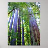 Poster Redwoods (Devant)