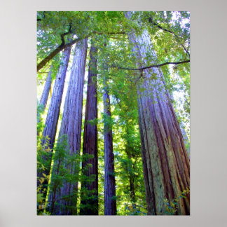 Poster Redwoods