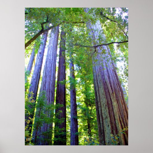 Poster Redwoods (Devant)