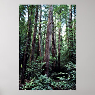 Poster Redwoods - Monument national de Muir Woods