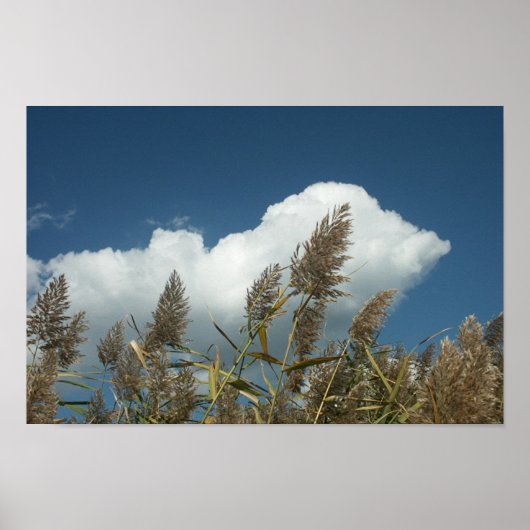 Poster Reeds (Devant)