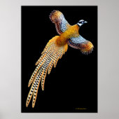 Poster Reeves Pheasant Flying Print (Devant)