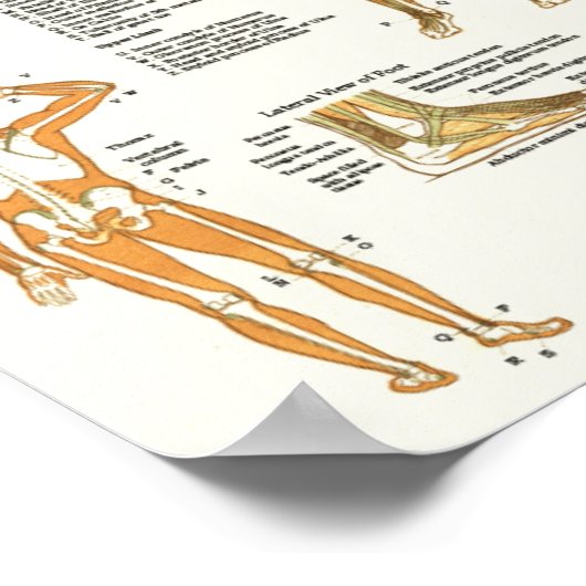 Poster Référence anatomique pour les Muscles d'artistes (Coin)