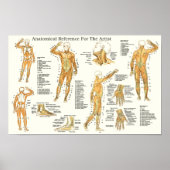 Poster Référence anatomique pour les Muscles d'artistes (Devant)