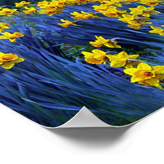 Poster Reflet des jonquilles (Coin)