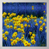 Poster Reflet des jonquilles (Devant)