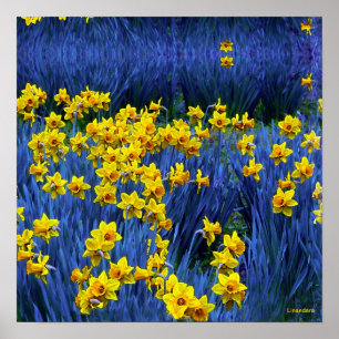 Poster Reflet des jonquilles