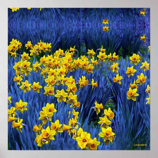 Poster Reflet des jonquilles (Devant)