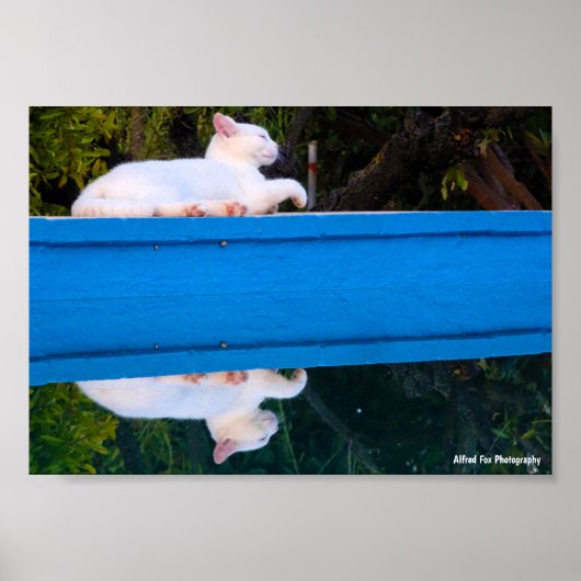 Poster Reflet d'un chat blanc (Devant)