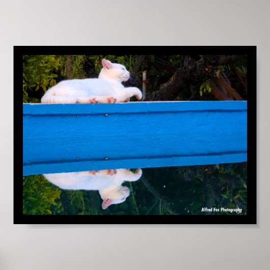Poster Reflet d'un chat blanc (Devant)
