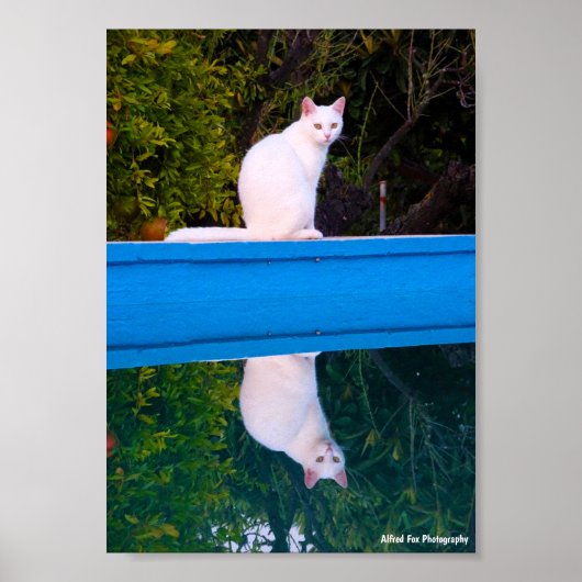 Poster Reflet d'un portrait de chat blanc (Devant)
