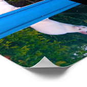 Poster Reflet d'un portrait de chat blanc (Coin)