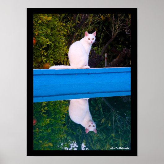Poster Reflet d'un portrait de chat blanc (Devant)