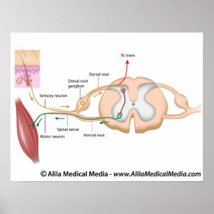 Poster Réflexe somatique, diagramme étiqueté.